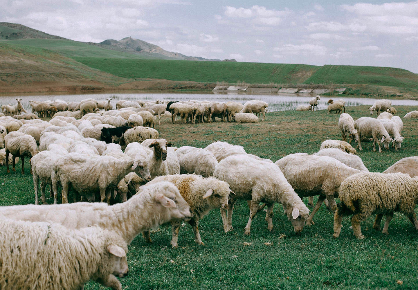 A flock of sheep grazing on green pasture near a lake with rolling hills in the background under a partly cloudy sky.