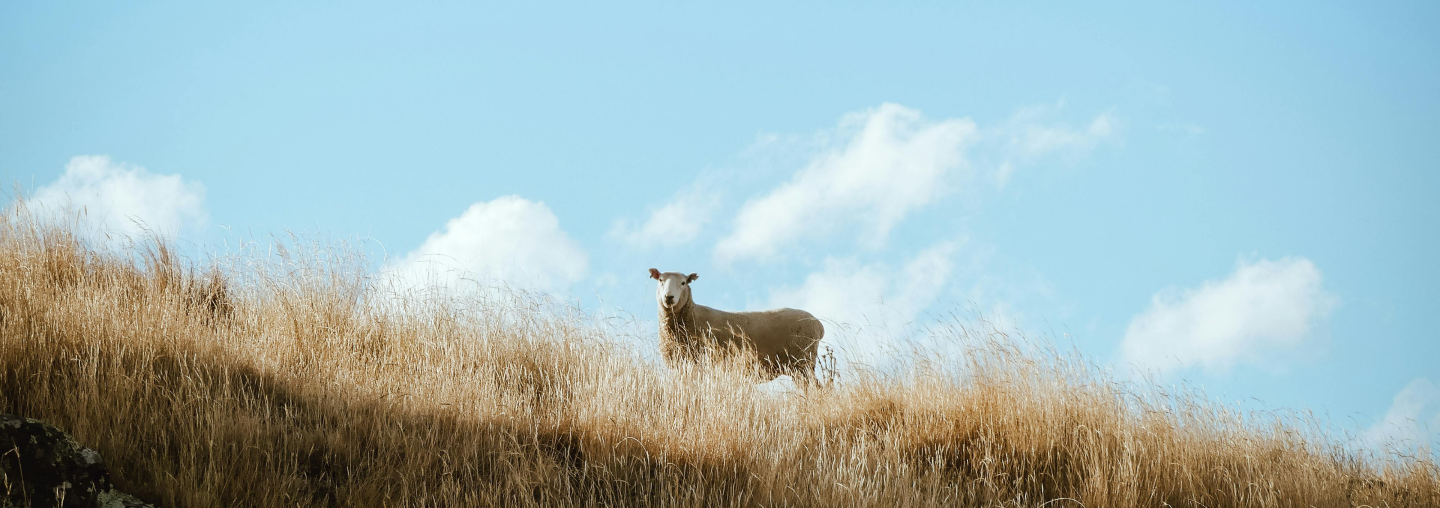 A lone sheep stands on a hill covered in tall, dry grass under a bright blue sky with a few scattered clouds. The sheep is looking directly at the camera, and the scene has a serene and pastoral atmosphere.